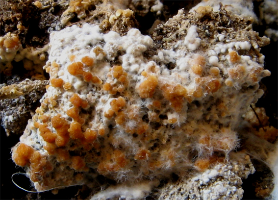 nižšie huby Deuteromycota gr.