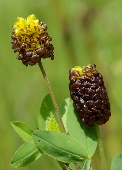 ďatelina gaštanovohnedá - jetel kaštanový Trifolium spadiceum L.