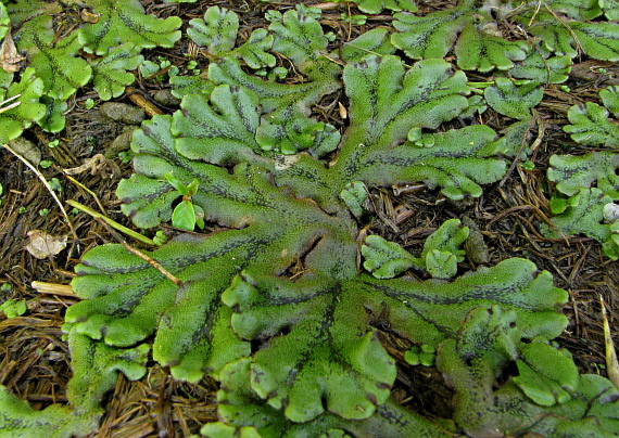 porastnica  Marchantia polymorpha subsp. polymorpha
