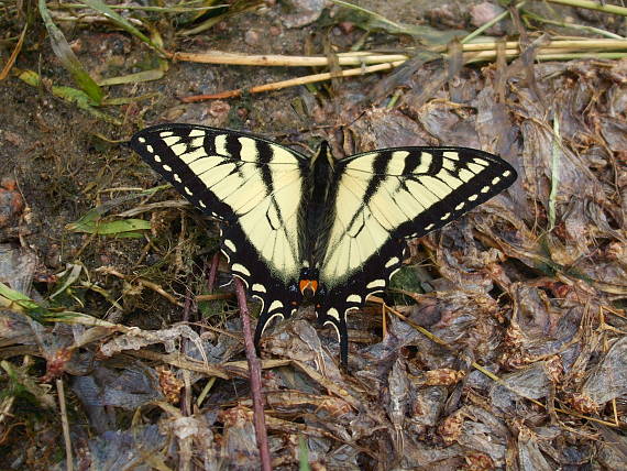vidlochvost- Two tailed Swallowtail Papilio multicaudatus