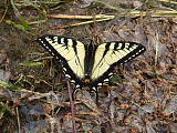 vidlochvost- Two tailed Swallowtail