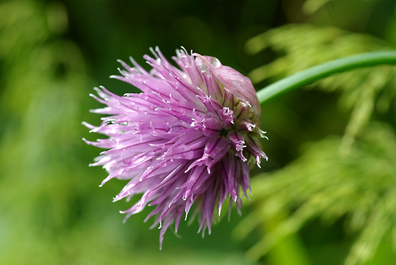 cesnak pažítkový alpínsky - pažitka pobřežní horská  Allium schoenoprasum subsp. alpinum (DC.) Čelak.