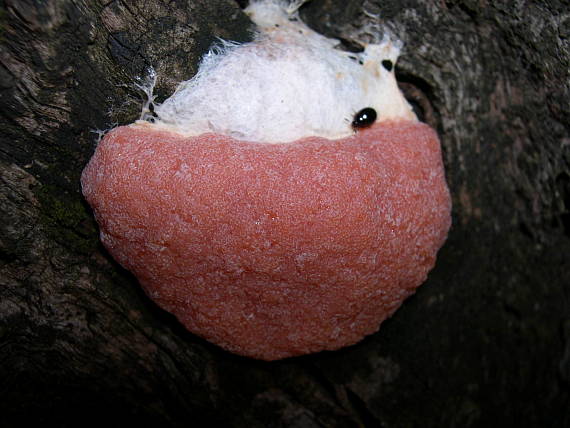 jahodník sasankovitý  Tubifera ferruginosa (Batsch) J.F. Gmel.