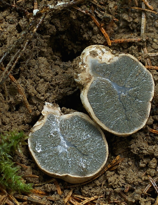 lúpavka hrubá Hysterangium crassum (Tul. & C. Tul.) E. Fisch.