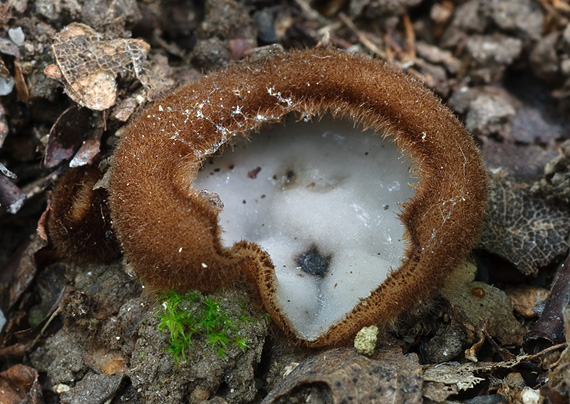 humária polguľovitá Humaria hemisphaerica (F.H. Wigg.) Fuckel