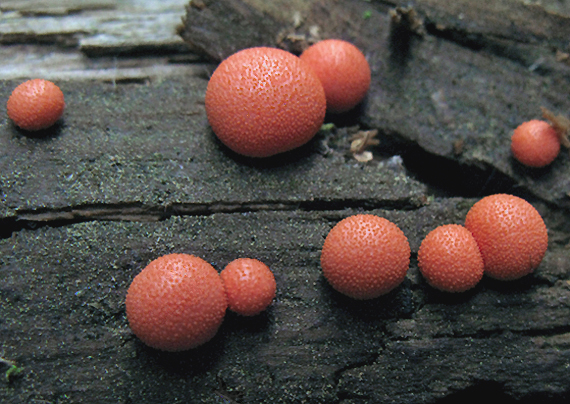 vlčinka červená Lycogala epidendrum (L.) Fr.