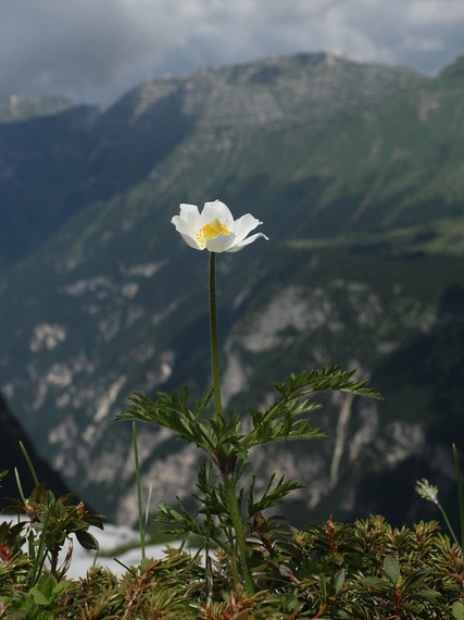 poniklec alpský Pulsatilla alpina