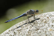 vážka modrá