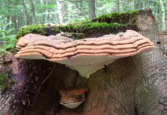 lesklokôrovka plochá Ganoderma applanatum (Pers.) Pat.