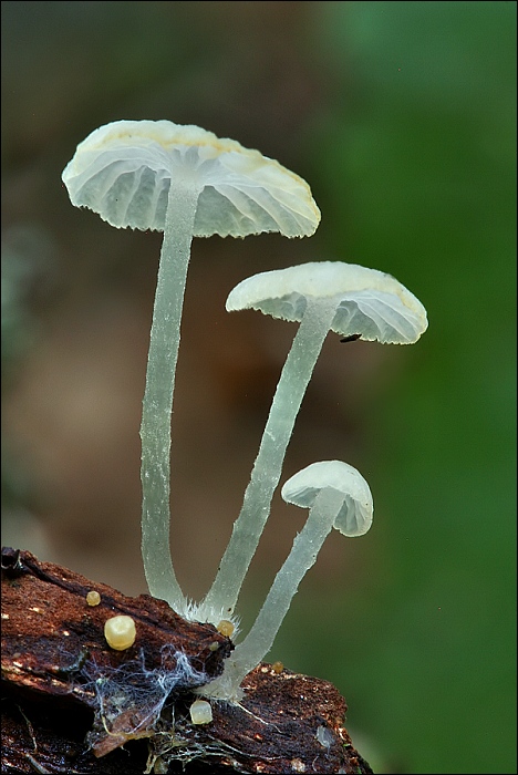 rebernačka drobná Delicatula integrella (Pers.) Fayod