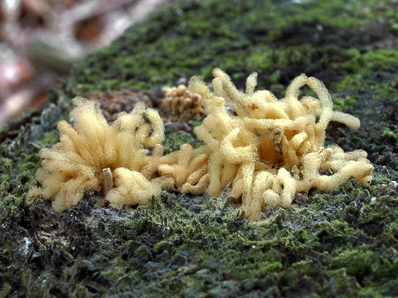 mištička ovisnutá Arcyria nutans (Bull.) Grev.