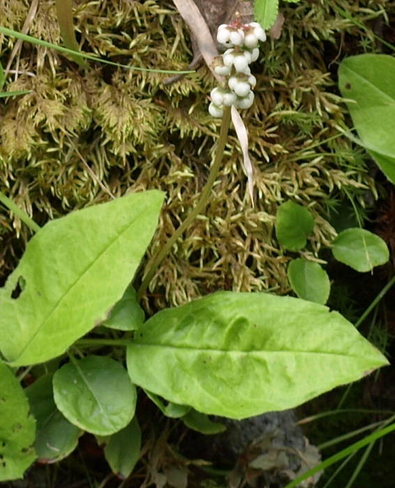 hruštička okrúhlolistá Pyrola rotundifolia L.