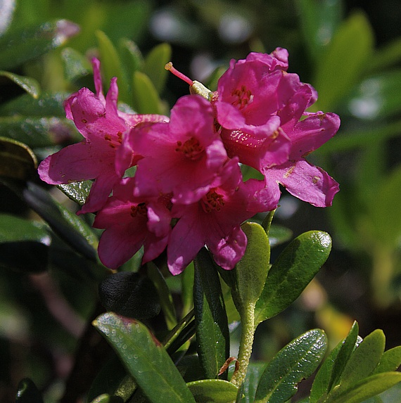 rododendron hrdzavý Rhododendron ferrugineum L.