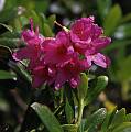rododendron hrdzavý