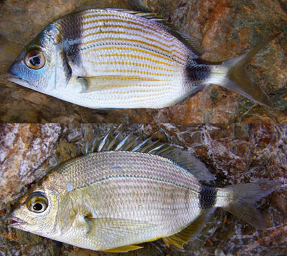 útesové ryby Diplodus vulgaris, Diplodus annularis