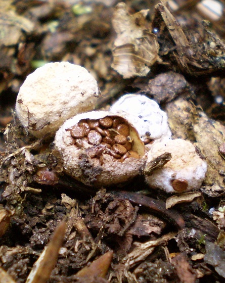 hniezdovec deformovaný Nidularia deformis (Willd.) Fr.