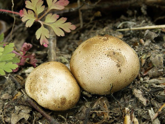 pestrec prášnicovitý Scleroderma areolatum Ehrenb.