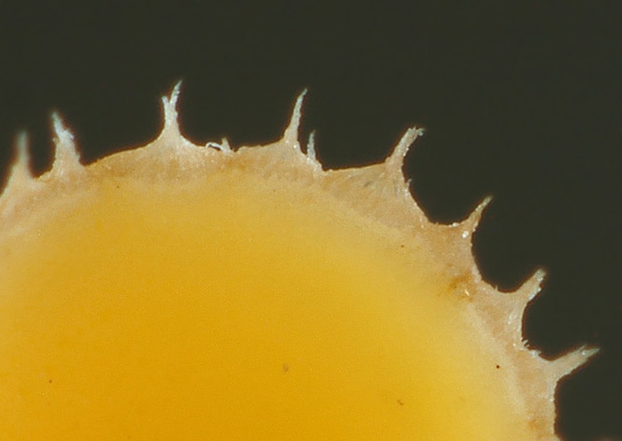 čiašovka venčená Crocicreas coronatum (Bull.) S.E. Carp.