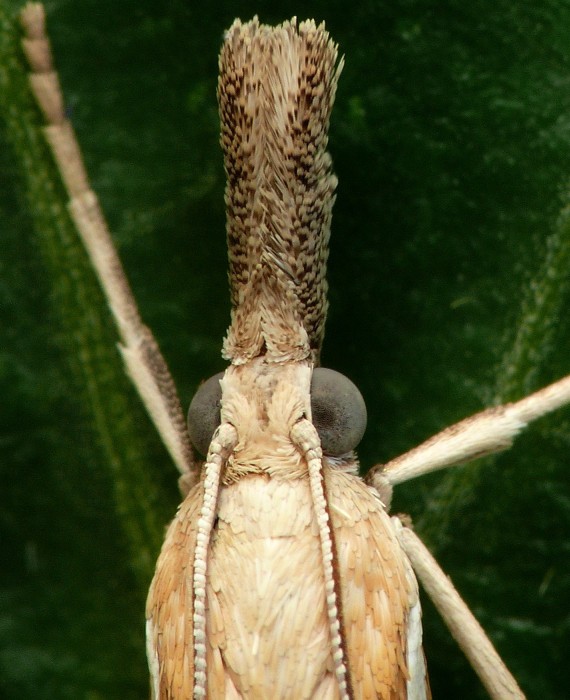 trávovec jačmeňový Agriphila selasella Hübner, 1813