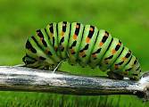 vidlochvost feniklový - larva
