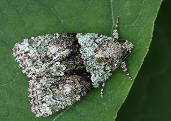 lišajníkovka lipová Cryphia algae