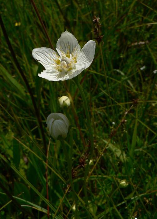 bielokvet močiarny - tolije bahenní Parnassia palustris L.