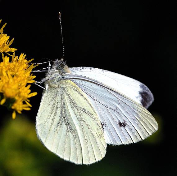 mlynárik repkový Pieris napi