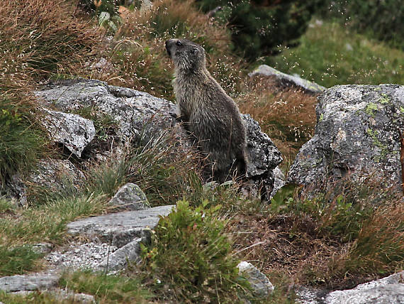svišť vrchovský tatranský Marmota marmota latilostris Honck.