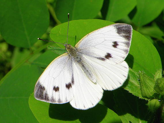 mlynárik repkový Pieris napi Linnaeus 1758
