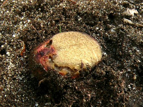 kořenovec načervenalý - Koreňovec červený Rhizopogon roseolus  (Corda) Th. Fr.