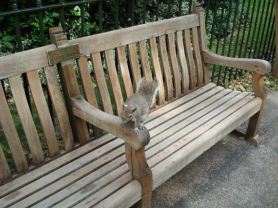 veverička v Hyde Parku, Londýn