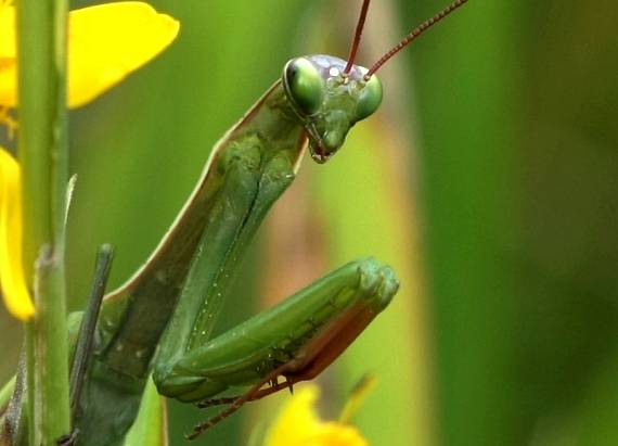 modlivka zelená   Mantis religiosa