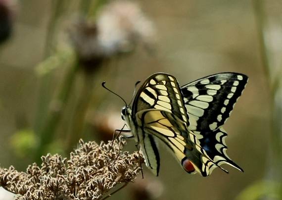 vidlochvost feniklový Papilio machaon L.