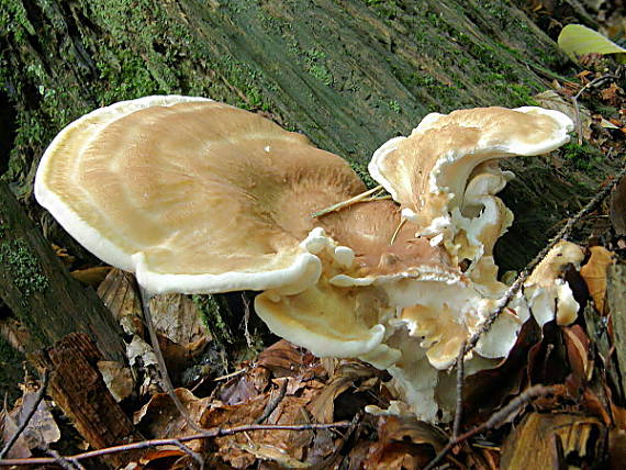 trsovec horský Bondarzewia mesenterica (Schaeff.) Kreisel