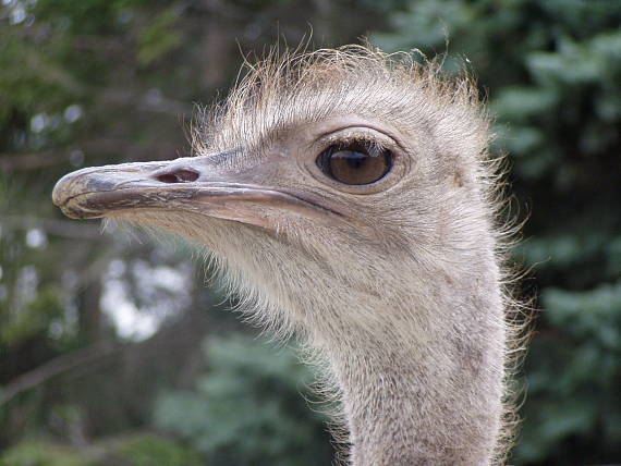 pštros dvojprstý  Struthio camelus