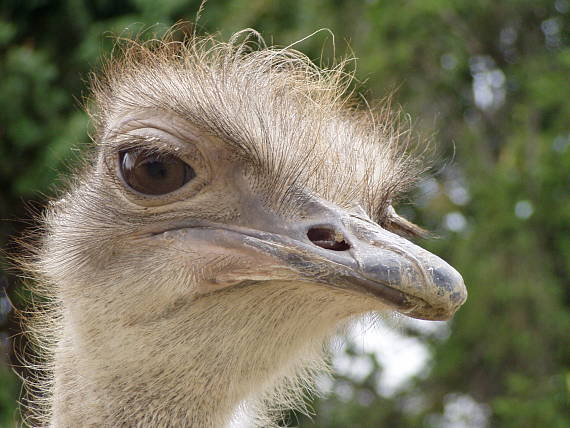 pštros dvojprstý  Struthio camelus