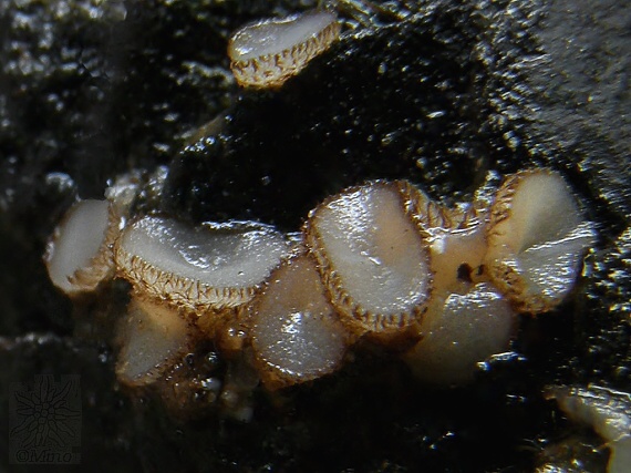 trichoféa Trichophaea sp.