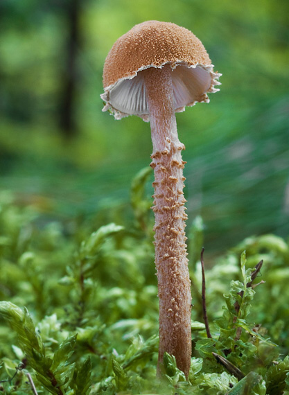 zrnivka okrová Cystoderma amianthinum (Scop.) Fayod