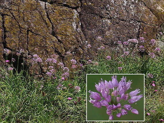 cesnak sivkastý horský Allium senescens subsp. montanum (Fr.) Holub