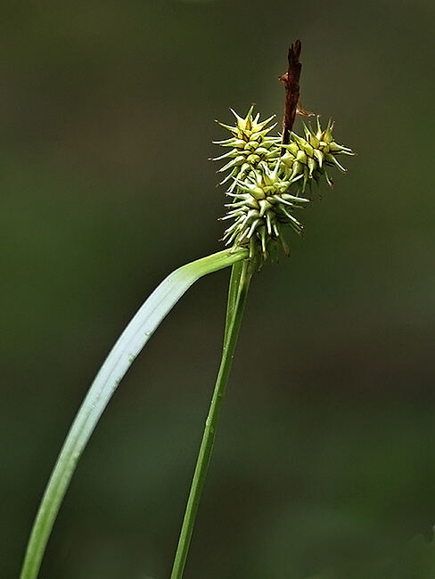 ostrica žltá Carex flava L.