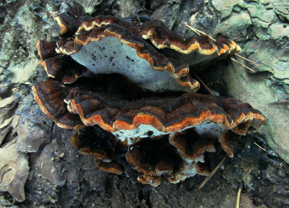 láziochlena obyčajná Ischnoderma benzoinum (Wahlenb.) P. Karst.