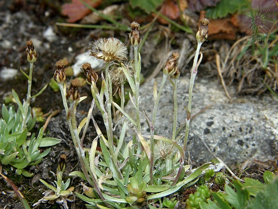plesnivček nízky Omalotheca supina (L.) DC.