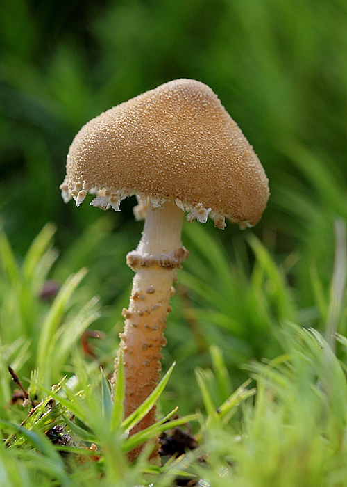 zrnivka okrová Cystoderma amianthinum (Scop.) Fayod