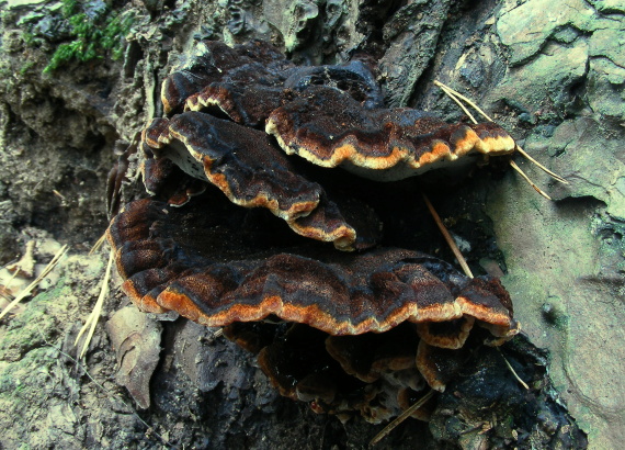 láziochlena obyčajná Ischnoderma benzoinum (Wahlenb.) P. Karst.