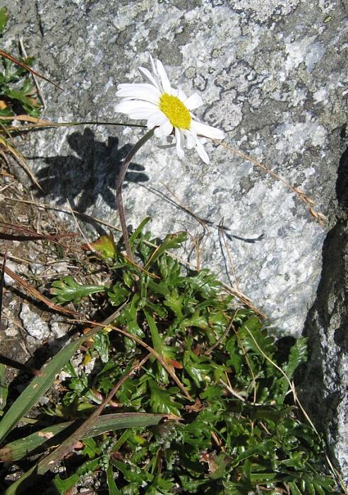 pakrálik alpínsky tatranský Leucanthemopsis alpina subsp. tatrae (Vierh.) Holub