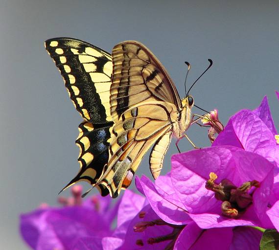 vidlochvost feniklový - Otakárek feniklový Papilio machaon