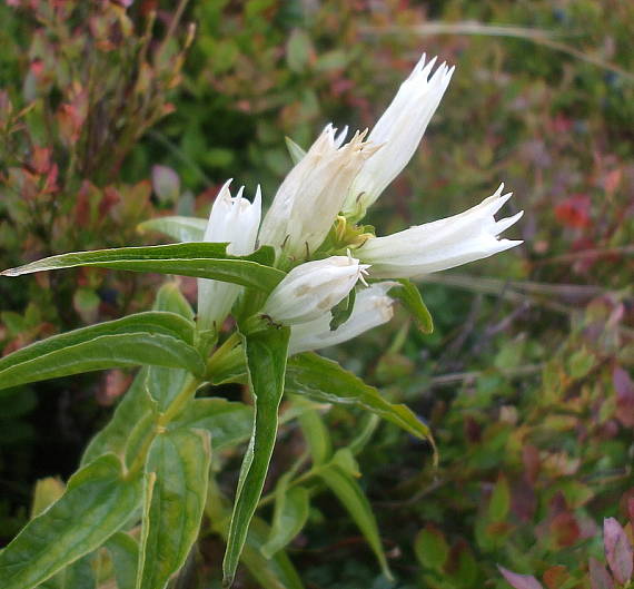 horec luskáčovitý  Gentiana asclepiadea L.