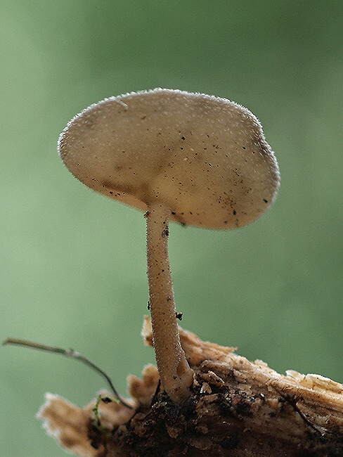chriapač brvitý Helvella macropus (Pers.) P. Karst.