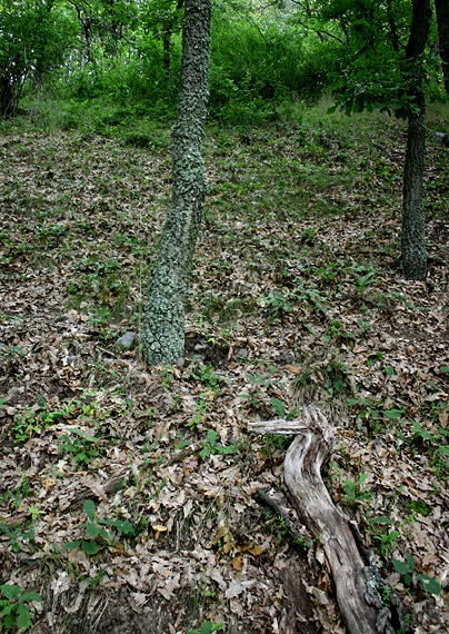 biotop suchohríba moravského Quercus cerris, Xerocomus moravicus