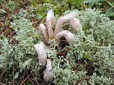 indian  pipe